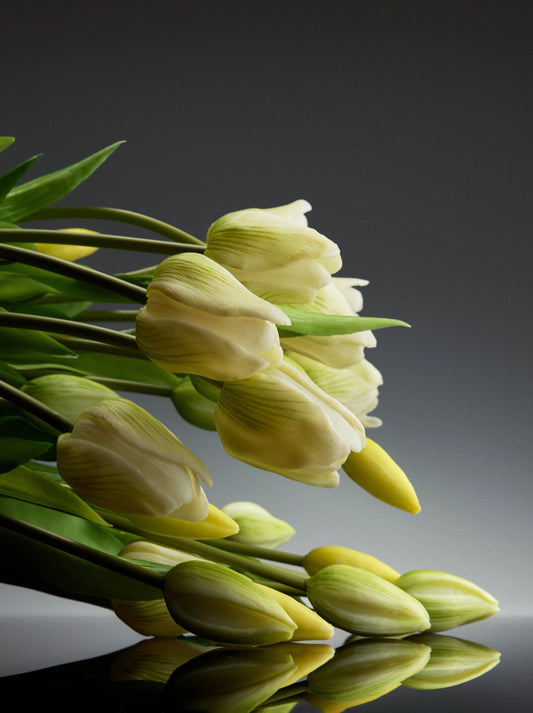 Sadele Tulips - White Short Stem