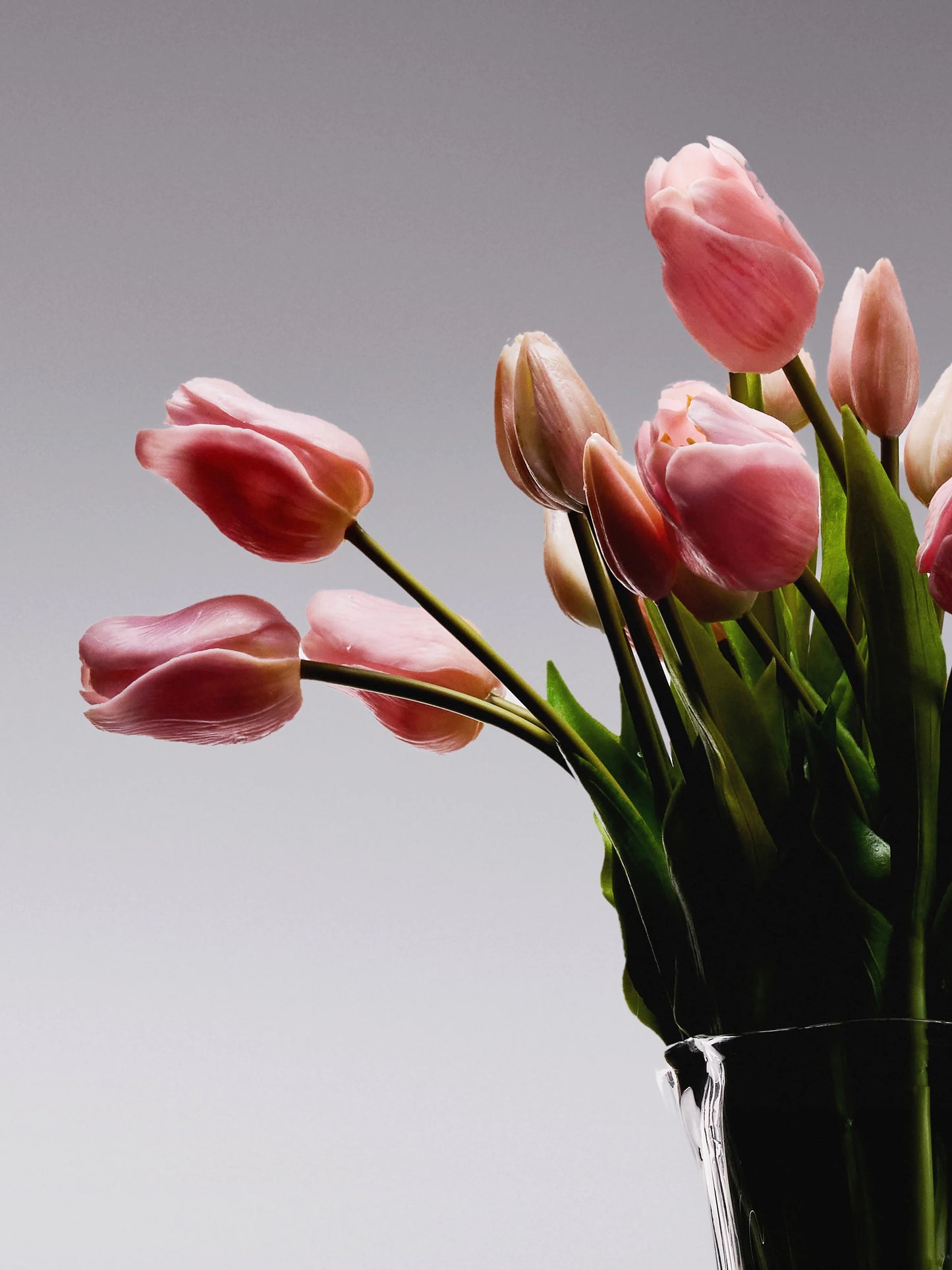 Sadele Tulips - Pale Pink Long Stem