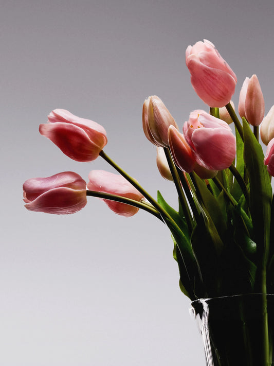 Sadele Tulips - Pale Pink Long Stem