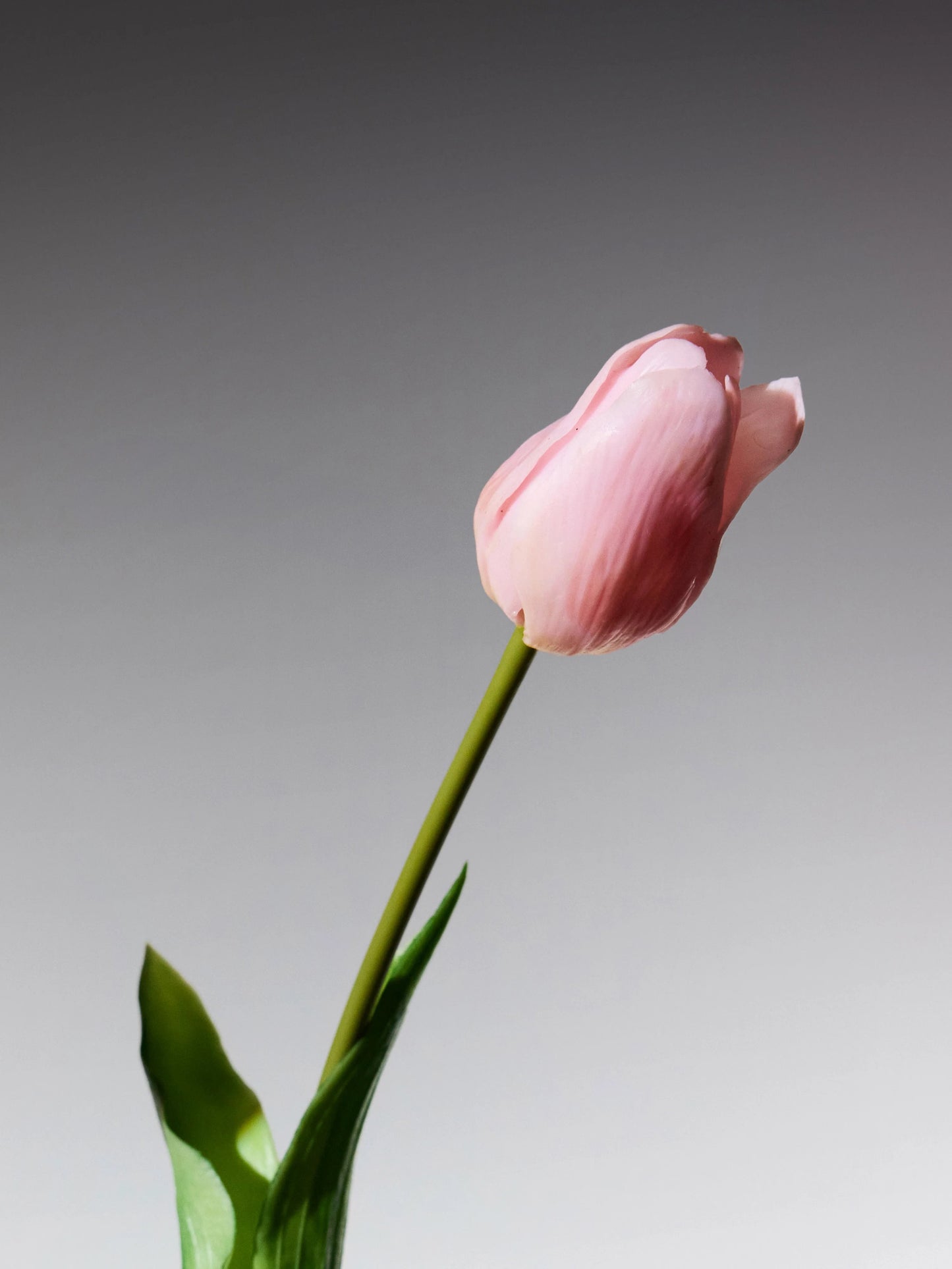 Sadele Tulips - Pale Pink Long Stem