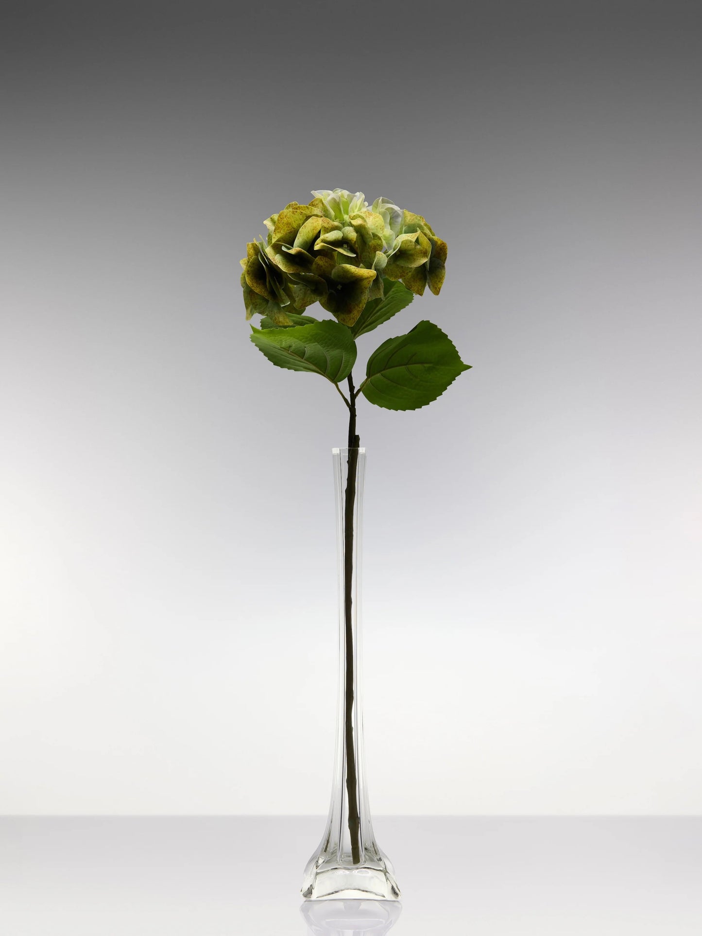 Sadele Hydrangeas - Olive Green