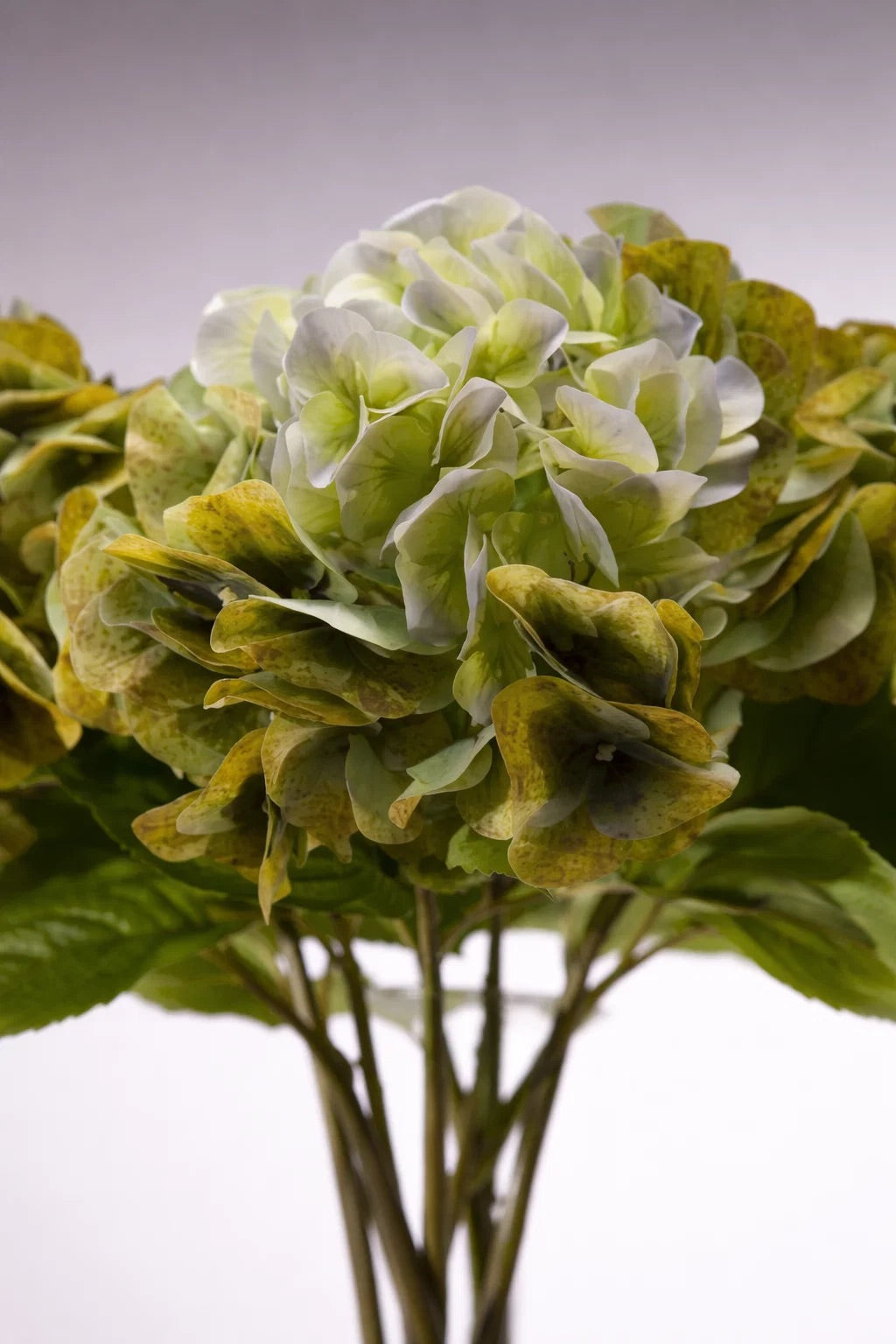 Sadele Hydrangeas - Olive Green